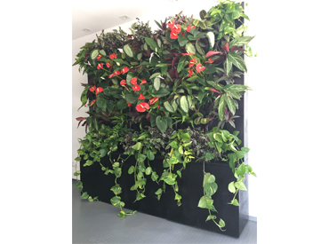 Loja HABIC: Parede Verde III